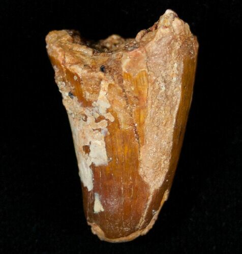 Cretaceous Fossil Crocodile Tooth - Morocco #6972